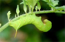 Manduca sexta - Carolina Sphinx Moth Caterpillar