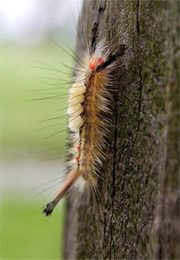 tussock moth caterpillar