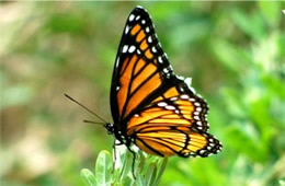 Limenitis archippus - Viceroy Butterfly