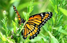 Limenitis archippus - Viceroy Butterfly