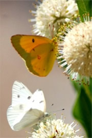 White and Suplhur Butterflies