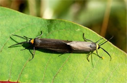 Cisseps fulvicollis - Yellow-collared Scape Moth