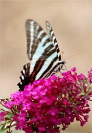 Eurytides marcellus - Zebra Swallowtail Butterfly