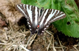 Eurytides marcellus - Zebra Swallowtail