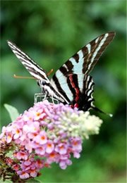 Eurytides marcellus - Zebra Swallowtail Butterfly