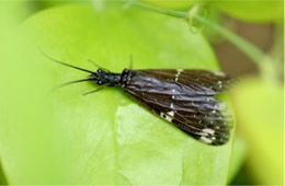 Nigronia - dark fishfly
