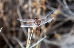 Arizona Dragonfly