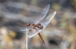 Arizona Dragonfly