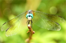 Pachydiplax longipennis - Blue Dasher Dragonfly