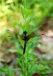 Anisoptera - Dragonfly