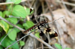 Plathemis lydia - Common Whitetail Dragonfly