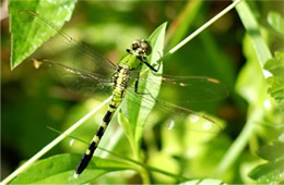 Erythemis simplicicollis - Eastern Pondhawk Dragonfly
