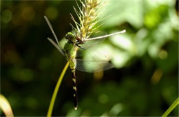 Erythemis simplicicollis - Eastern Pondhawk Dragonfly eating damselfly