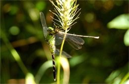 Erythemis simplicicollis - Eastern Pondhawk Dragonfly eating damselfly