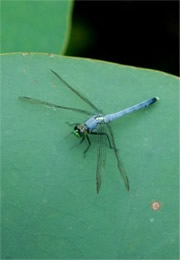 Dragonfly on Lotus Pad