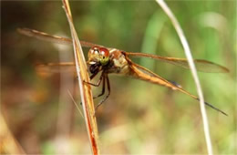 Libellula auripennis - Golden-winged Skimmer Dragonfly