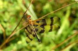 Celithemis eponina - Halloween Pennant Dragonfly