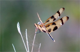 Celithemis eponina - Halloween Pennant Dragonfly