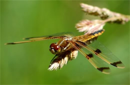 Libellula semifasciata - Painted Skimmer Dragonfly
