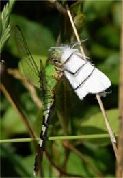 Erythemis simplicicollis - Eastern Pondhawk Dragonfly eating moth