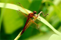 Crocothemis servilia - Scarlet Skimmer Dragonfly