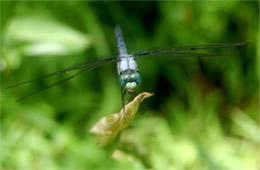 White Faced Dragonfly