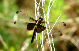 Libellula luctuosa - Widow Skimmer Dragonfly