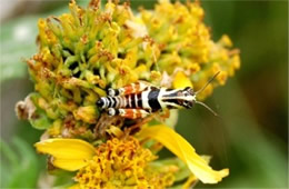 Aidemona azteca - Aztec Spur-throat Grasshopper