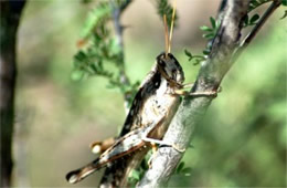 Desert Grasshopper