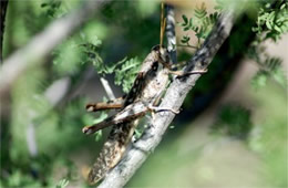 Desert Grasshopper