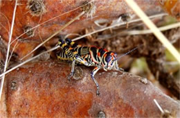 Dactylotum bicolor - Pictured Grasshopper