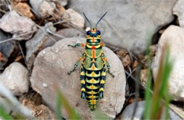 Dactylotum bicolor - Pictured Grasshopper