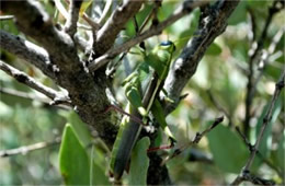Schistocerca shoshone - Green Bird Grasshopper
