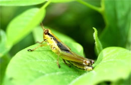 Chorthippus curtipennis - Marsh Meadow Grasshopper