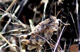 Phrynotettix robustus - Robust Toad Lubber Grasshopper