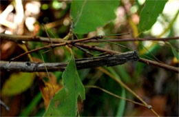 Diapheromera femorata - Northern Walking Stick