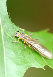 Isoperlinae - Green-Winged Stonefly