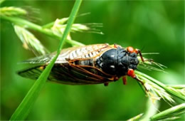 Magicicada septendecim - Periodical Cicada