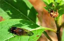 Magicicada septendecim - Periodical Cicada