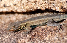 Uta stansburiana - Side-blotched Lizard