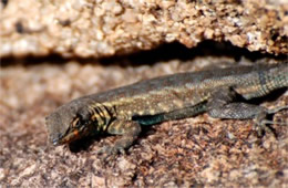 Uta stansburiana - Side-blotched Lizard
