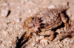 Phrynosoma solare - Regal Horned Lizard