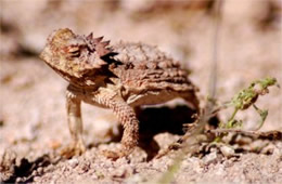 Phrynosoma solare - Regal Horned Lizard