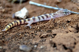 Coleonyx variegatus - Western Banded Gecko