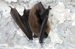 Big Brown Bat - Eptesicus fuscus