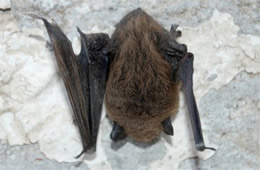 Big Brown Bat - Eptesicus fuscus