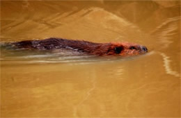 Castor canadensis - American Beaver Swimming