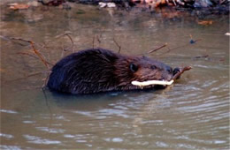 Castor canadensis - American Beaver Eating