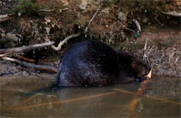 Castor canadensis - American Beaver Eating