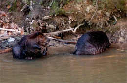 Castor canadensis - American Beavers Eating and Grooming